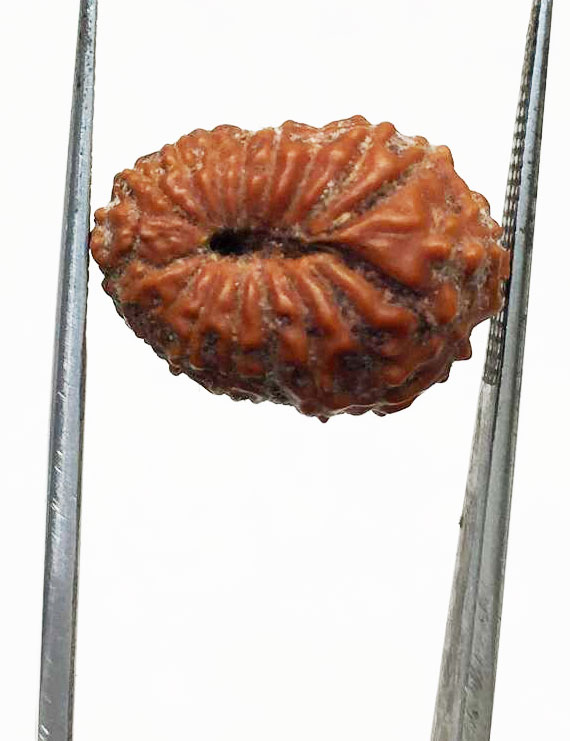 18 Mukhi Indonesian Rudraksha Size- 16.50mm